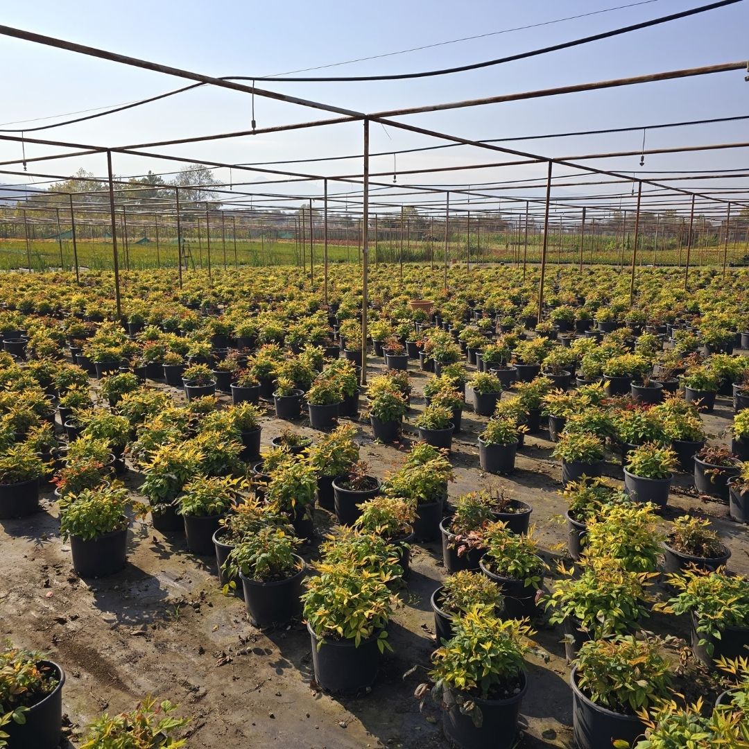 Nandina | Cennet Bambusu | Nandina domestica