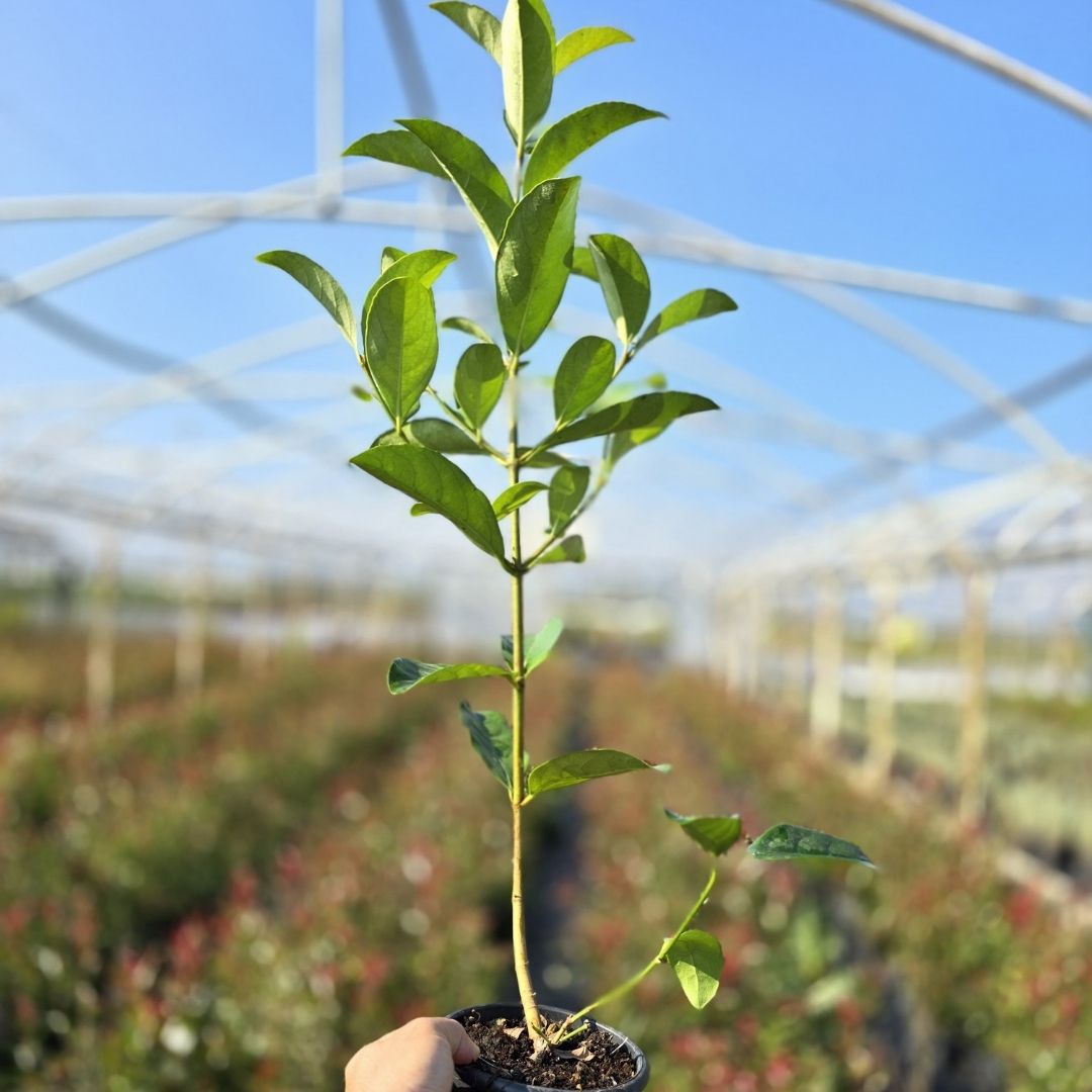 Kartopu | Parlak Yapraklı Kartopu | Viburnum lucidum