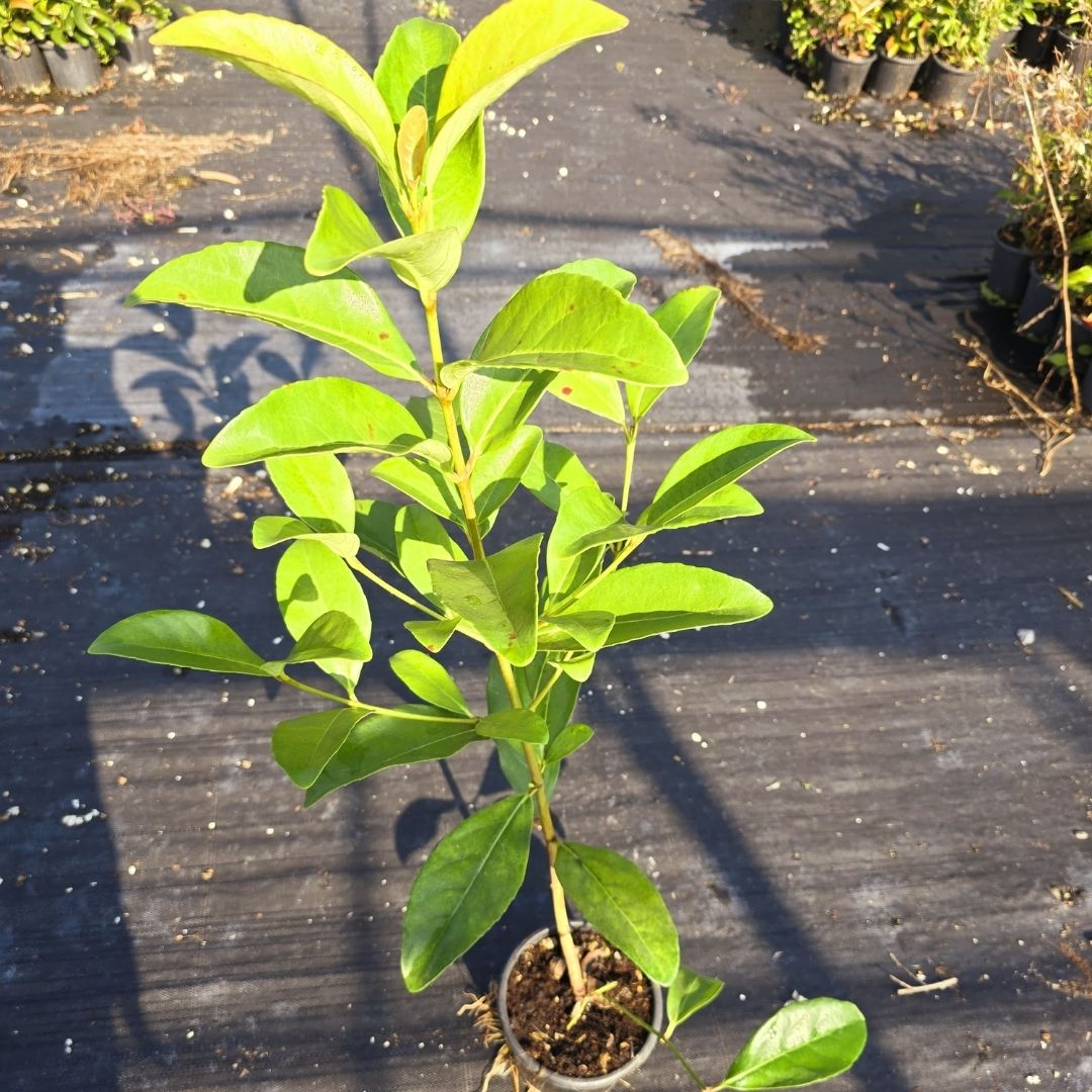 Kartopu | Parlak Yapraklı Kartopu | Viburnum lucidum