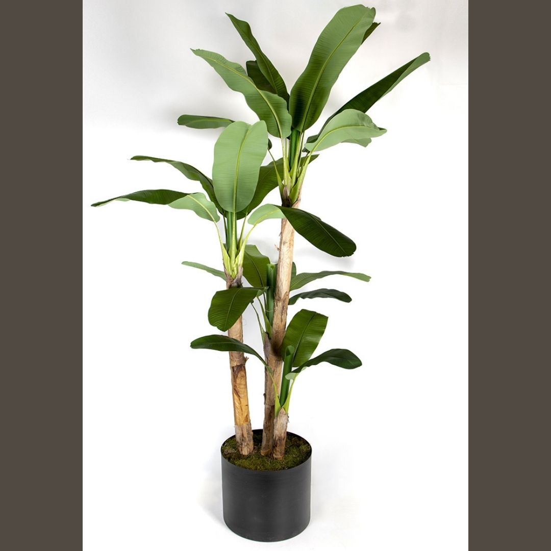 Muz Ağacı 3'lü | Yapay Muz Ağacı | Saksılı Dekoratif Bitki