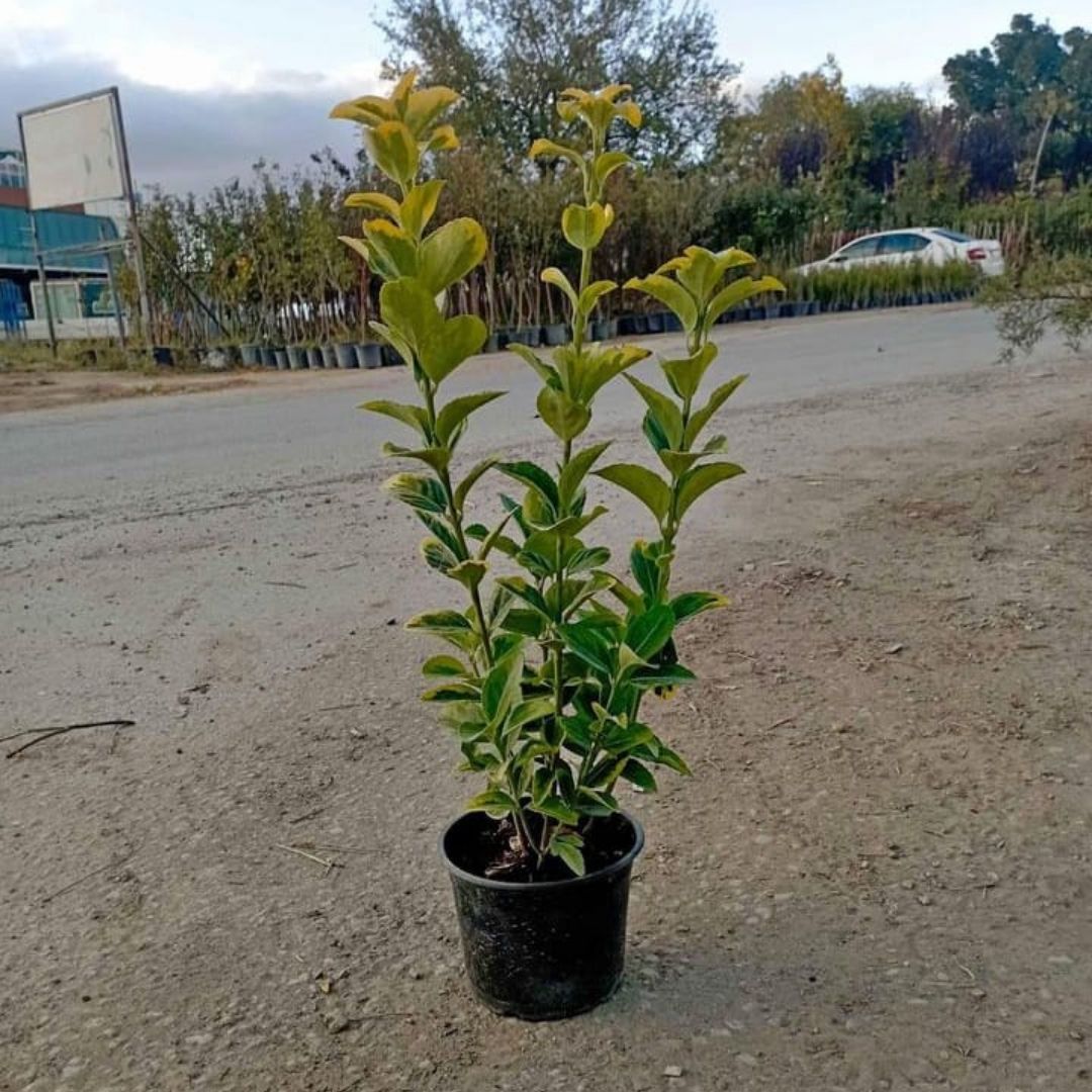 Gold Taflan | Taflan | Euonymus japonica aurea