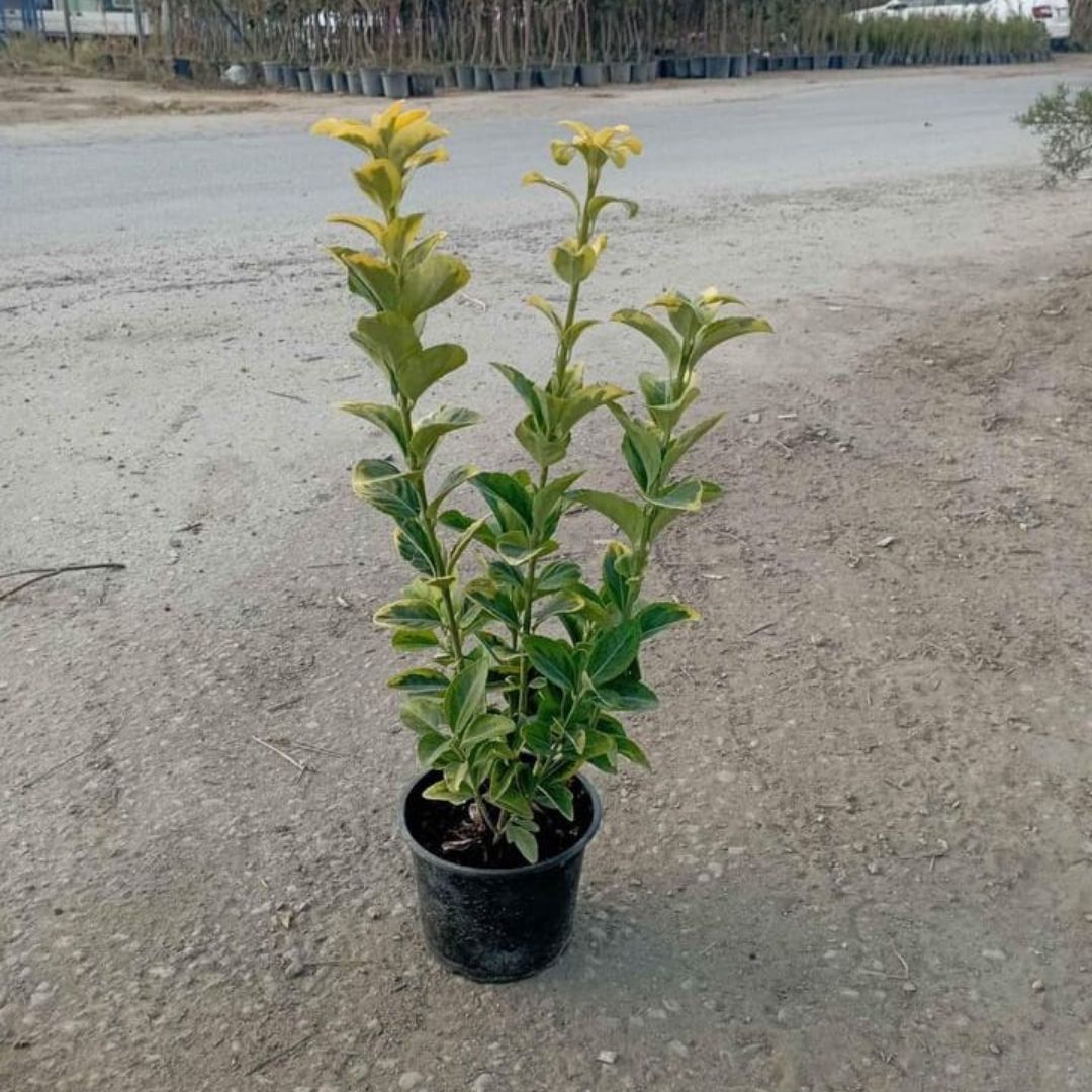 Gold Taflan | Taflan | Euonymus japonica aurea