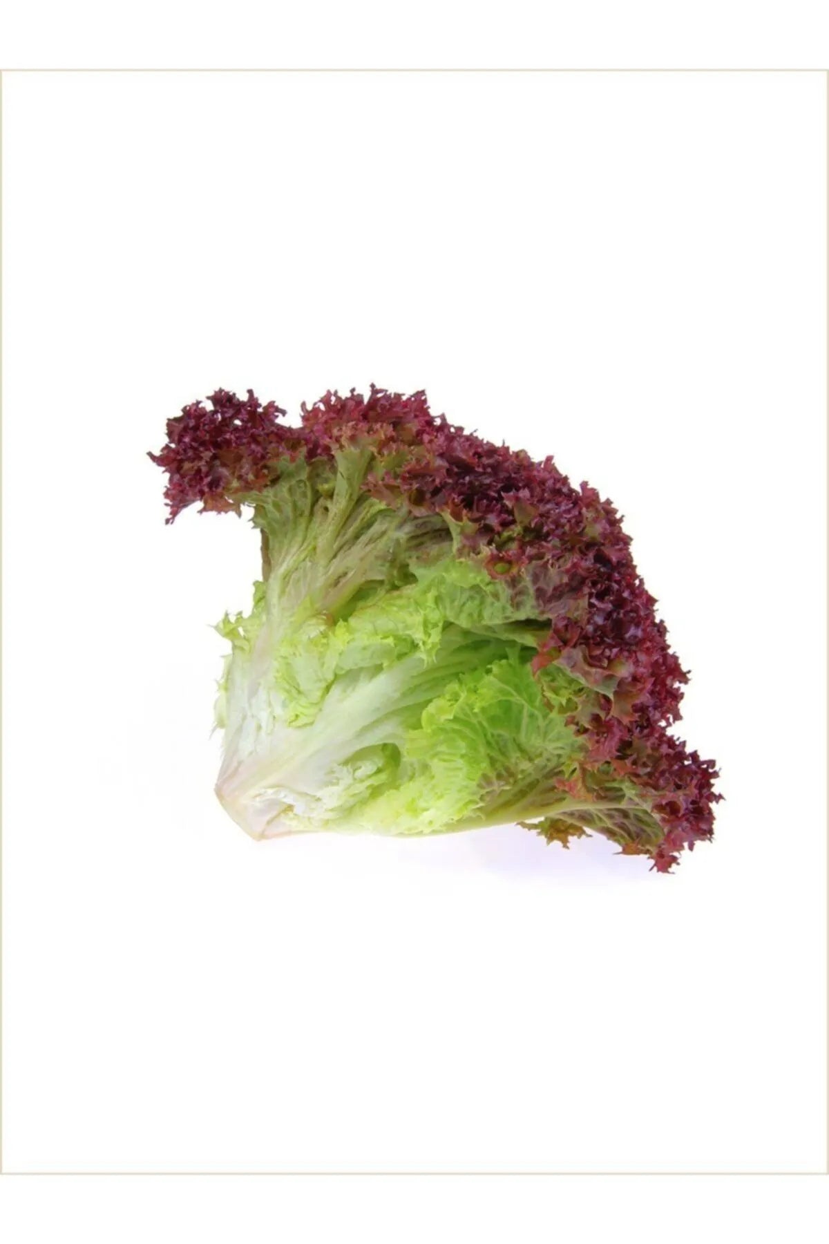 Yerli Doğal Kırmızı Marul Kırmızı Salata (KIVIRCIK) 1000 Ad. Tohum