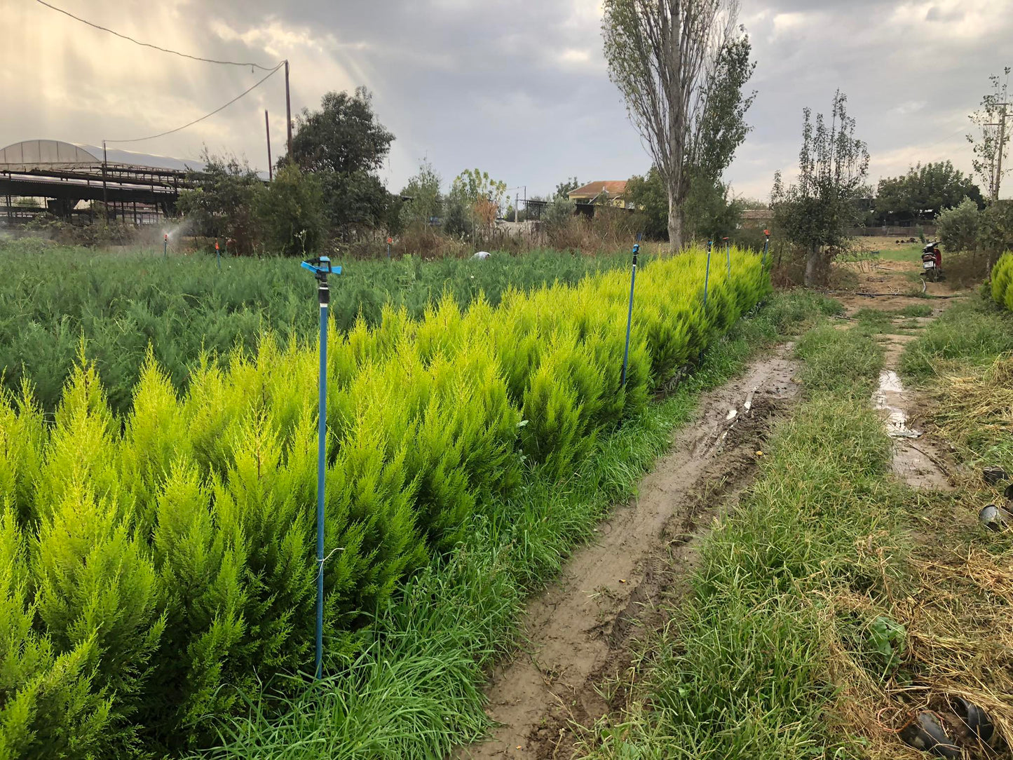 Gold Rider Leylandi | Alacalı Leylandi | Fiyat