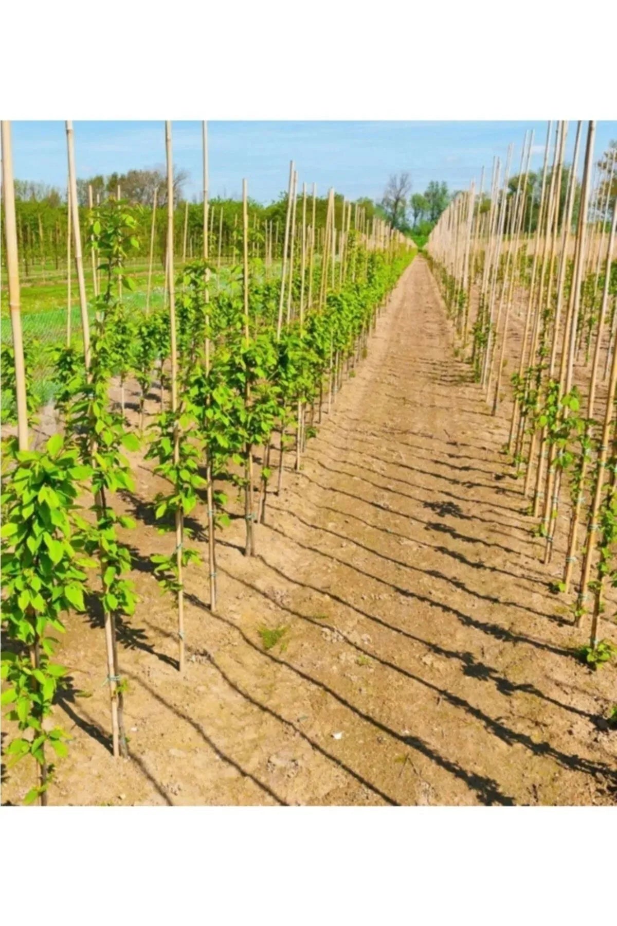 12 Tane 2 Metre Bitki Destek Çubuğu Bambu Kamış Çubuk Çiçek Destek Sırığı Çubuk Sırık