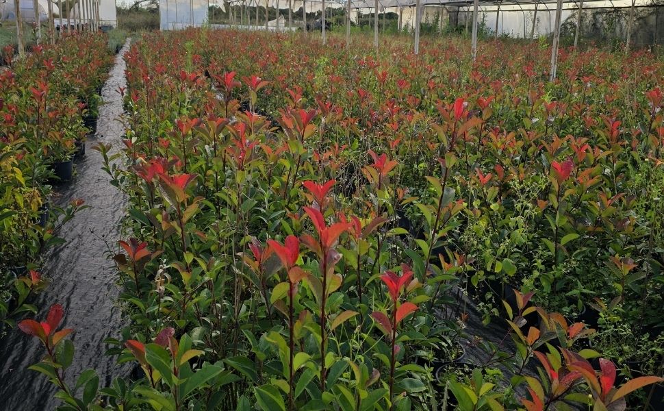 Alev Çalısı | Kırmızı Yapraklı Alev | Photinia fraseri Red Robin