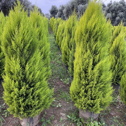 Limon Çamı | Limon Servi | Cupressus